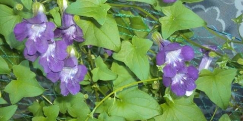 Kovrdžavi jednogodišnji cvjetovi